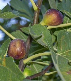 Ficus carica 'Portogallo'